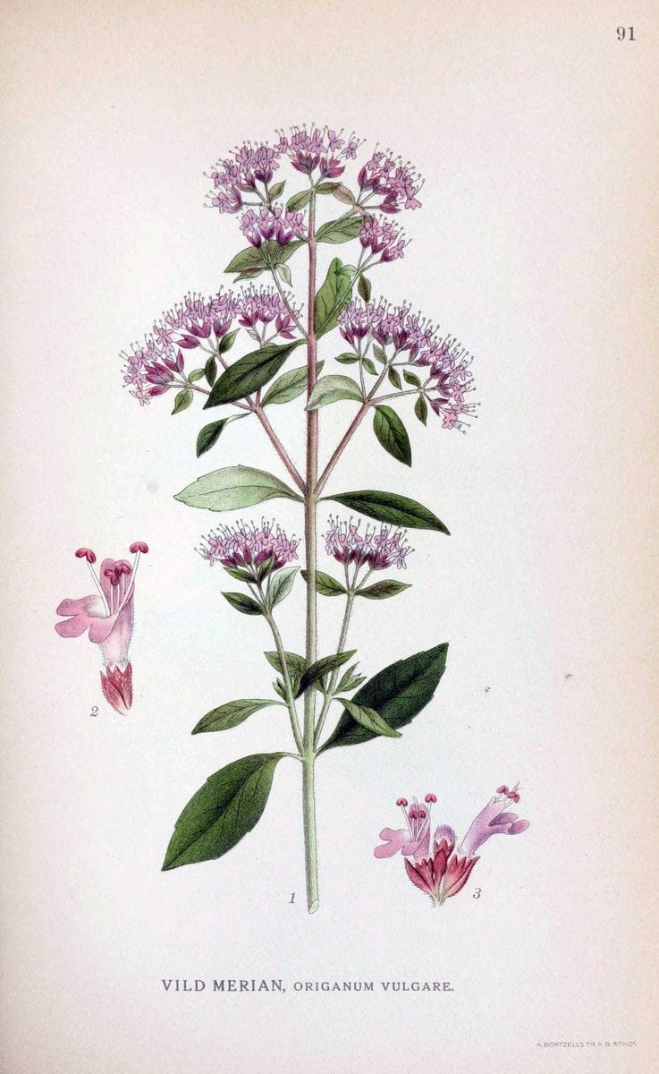 Billeder af nordens flora. v.1KÃ¸benhavn,G.E.C. Gad's forlag,1917-1927. | Finland "Pictorial works" Plants Scandinavia  | Vintage Print Reproduction 461528