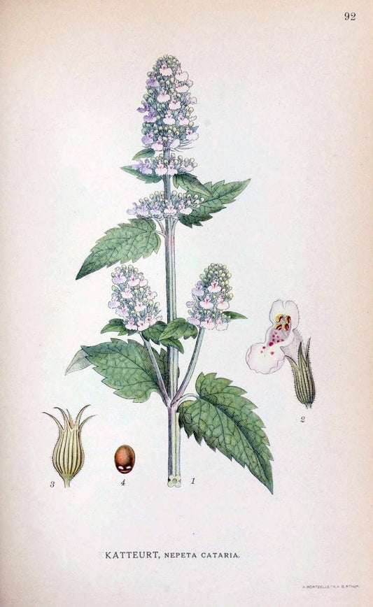 Billeder af nordens flora. v.1KÃ¸benhavn,G.E.C. Gad's forlag,1917-1927. | Finland "Pictorial works" Plants Scandinavia  | Vintage Print Reproduction 461529