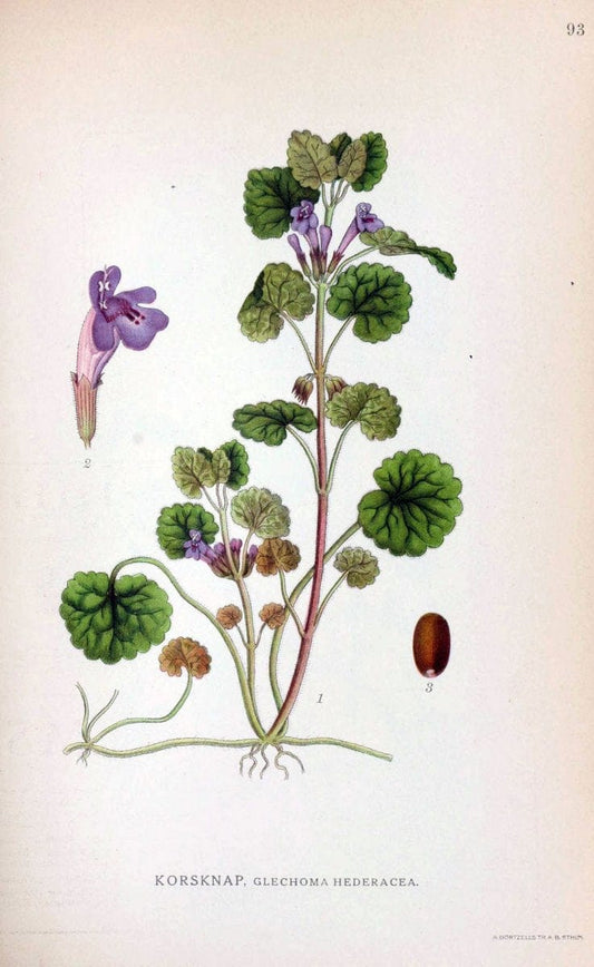 Billeder af nordens flora. v.1KÃ¸benhavn,G.E.C. Gad's forlag,1917-1927. | Finland "Pictorial works" Plants Scandinavia  | Vintage Print Reproduction 461530