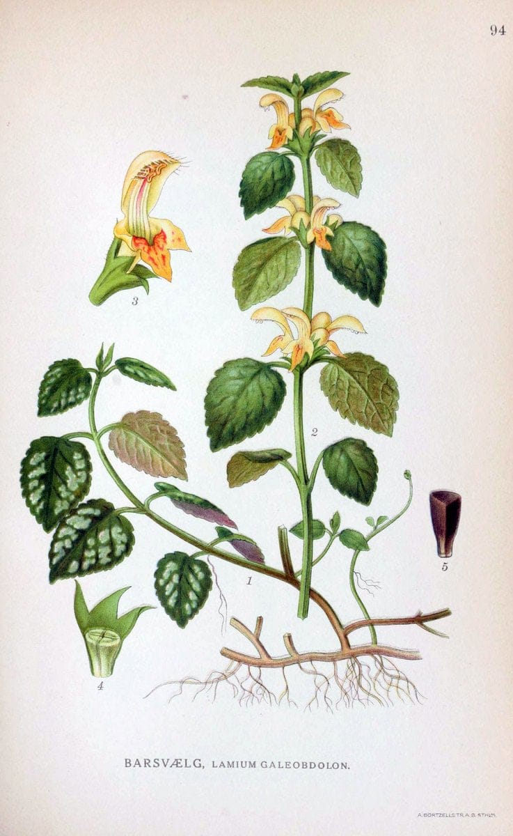 Billeder af nordens flora. v.1KÃ¸benhavn,G.E.C. Gad's forlag,1917-1927. | Finland "Pictorial works" Plants Scandinavia  | Vintage Print Reproduction 461531