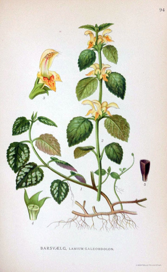 Billeder af nordens flora. v.1KÃ¸benhavn,G.E.C. Gad's forlag,1917-1927. | Finland "Pictorial works" Plants Scandinavia  | Vintage Print Reproduction 461531