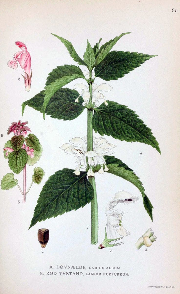 Billeder af nordens flora. v.1KÃ¸benhavn,G.E.C. Gad's forlag,1917-1927. | Finland "Pictorial works" Plants Scandinavia  | Vintage Print Reproduction 461532