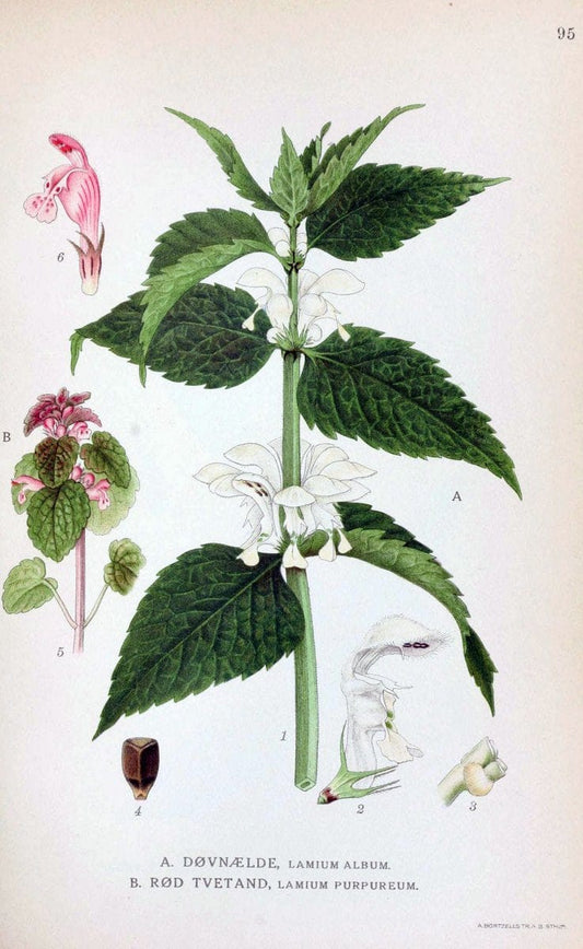 Billeder af nordens flora. v.1KÃ¸benhavn,G.E.C. Gad's forlag,1917-1927. | Finland "Pictorial works" Plants Scandinavia  | Vintage Print Reproduction 461532