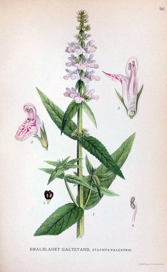 Billeder af nordens flora. v.1KÃ¸benhavn,G.E.C. Gad's forlag,1917-1927. | Finland "Pictorial works" Plants Scandinavia  | Vintage Print Reproduction 461533