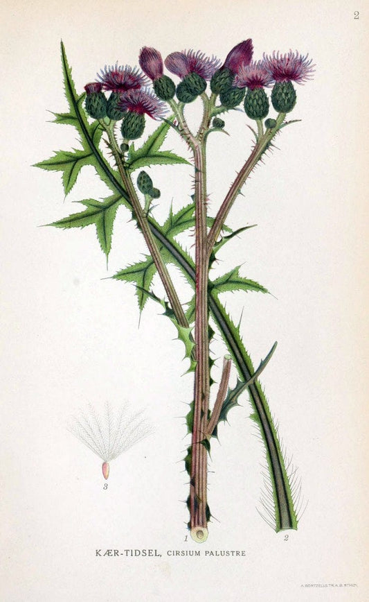 Billeder af nordens flora. v.1KÃ¸benhavn,G.E.C. Gad's forlag,1917-1927. | Finland "Pictorial works" Plants Scandinavia  | Vintage Print Reproduction 461534