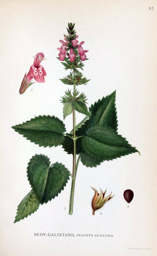 Billeder af nordens flora. v.1KÃ¸benhavn,G.E.C. Gad's forlag,1917-1927. | Finland "Pictorial works" Plants Scandinavia  | Vintage Print Reproduction 461535