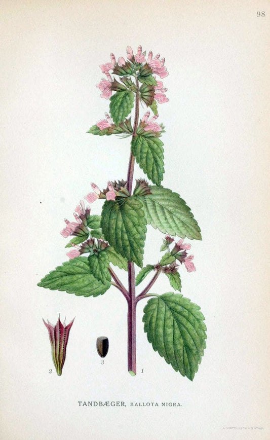 Billeder af nordens flora. v.1KÃ¸benhavn,G.E.C. Gad's forlag,1917-1927. | Finland "Pictorial works" Plants Scandinavia  | Vintage Print Reproduction 461536