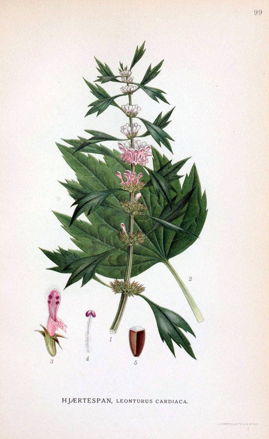 Billeder af nordens flora. v.1KÃ¸benhavn,G.E.C. Gad's forlag,1917-1927. | Finland "Pictorial works" Plants Scandinavia  | Vintage Print Reproduction 461537