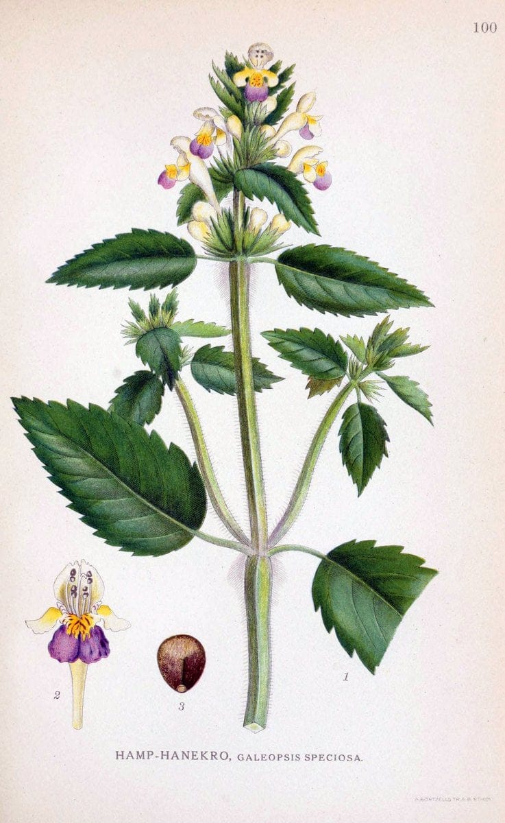 Billeder af nordens flora. v.1KÃ¸benhavn,G.E.C. Gad's forlag,1917-1927. | Finland "Pictorial works" Plants Scandinavia  | Vintage Print Reproduction 461538