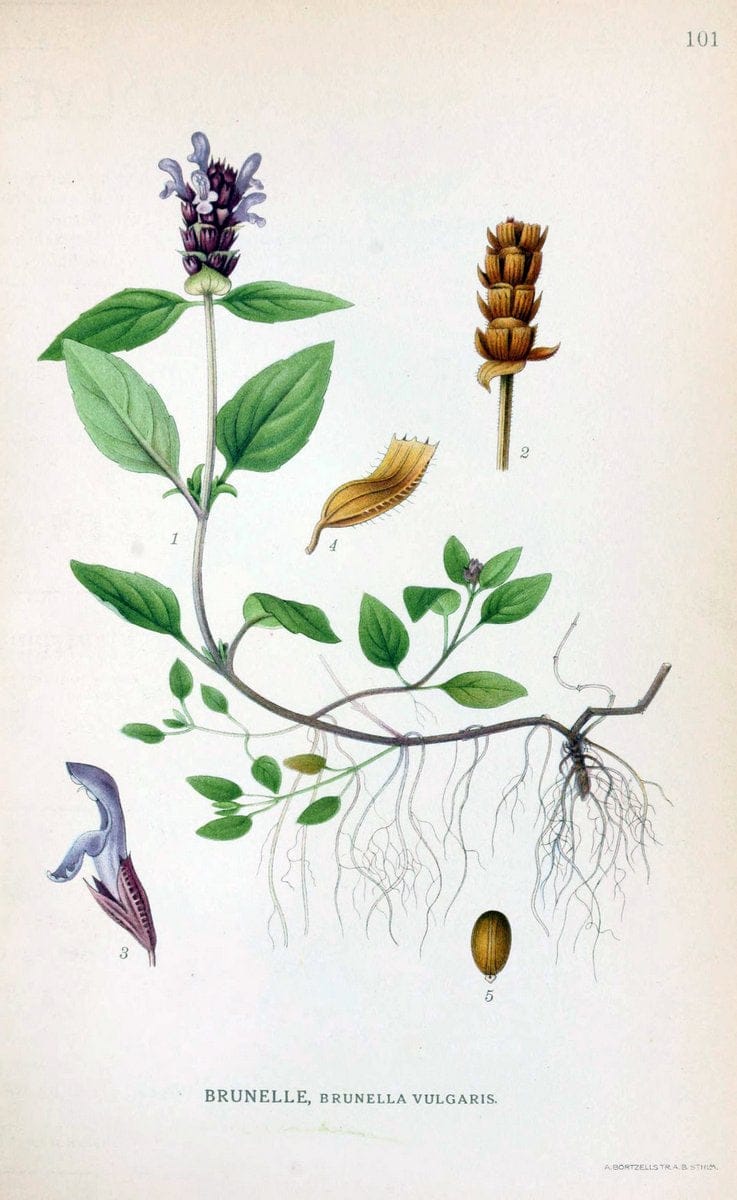 Billeder af nordens flora. v.1KÃ¸benhavn,G.E.C. Gad's forlag,1917-1927. | Finland "Pictorial works" Plants Scandinavia  | Vintage Print Reproduction 461539