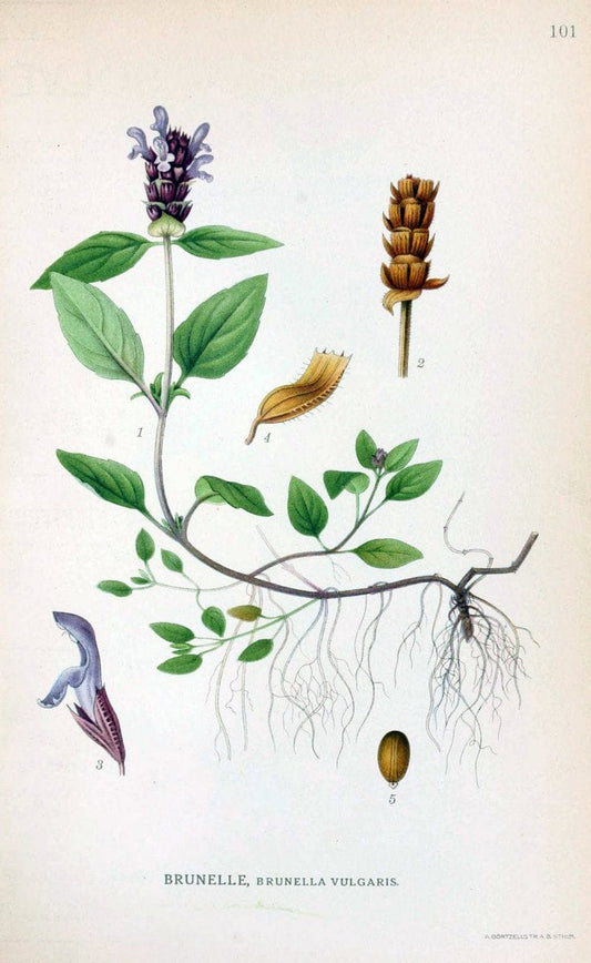 Billeder af nordens flora. v.1KÃ¸benhavn,G.E.C. Gad's forlag,1917-1927. | Finland "Pictorial works" Plants Scandinavia  | Vintage Print Reproduction 461539