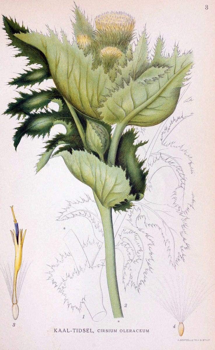 Billeder af nordens flora. v.1KÃ¸benhavn,G.E.C. Gad's forlag,1917-1927. | Finland "Pictorial works" Plants Scandinavia  | Vintage Print Reproduction 461540