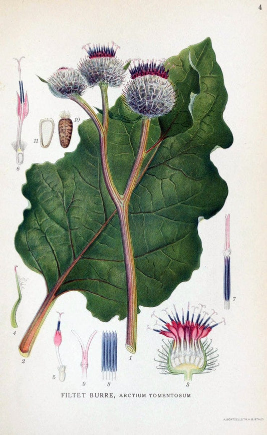 Billeder af nordens flora. v.1KÃ¸benhavn,G.E.C. Gad's forlag,1917-1927. | Finland "Pictorial works" Plants Scandinavia  | Vintage Print Reproduction 461541