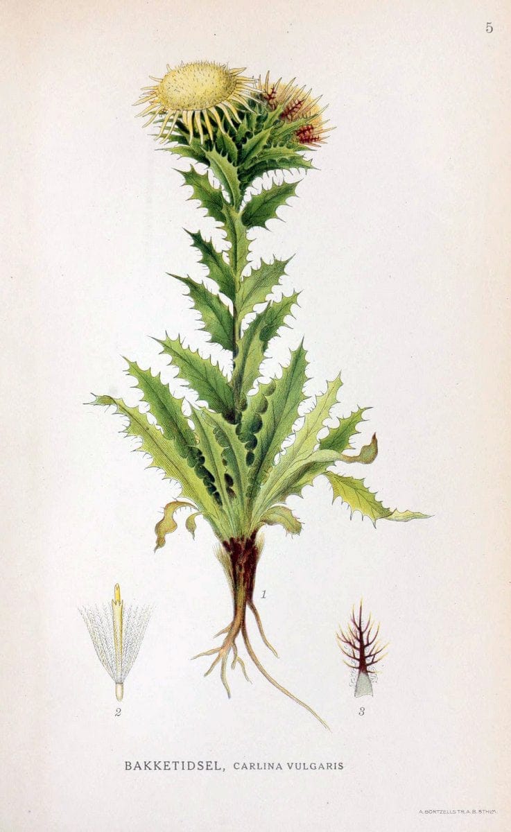 Billeder af nordens flora. v.1KÃ¸benhavn,G.E.C. Gad's forlag,1917-1927. | Finland "Pictorial works" Plants Scandinavia  | Vintage Print Reproduction 461542