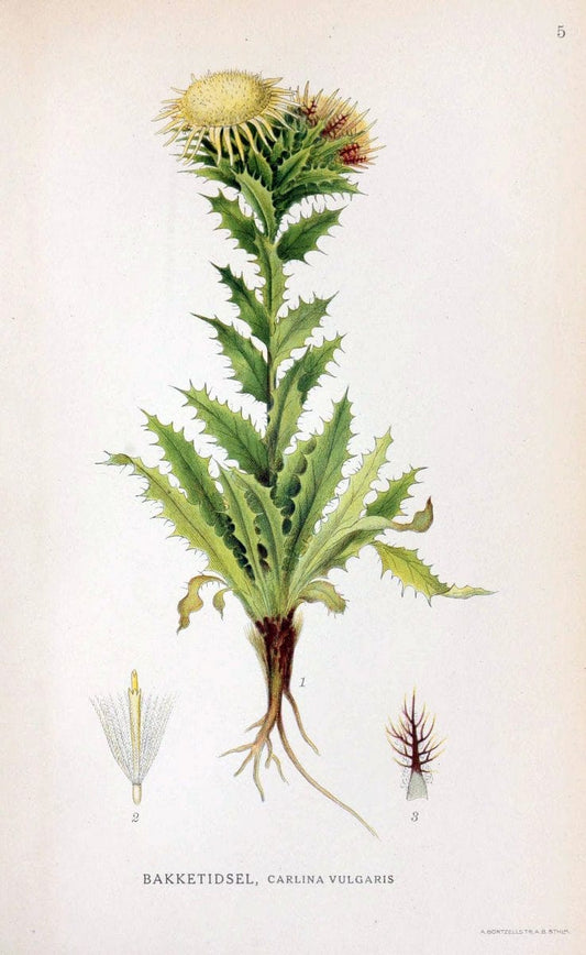 Billeder af nordens flora. v.1KÃ¸benhavn,G.E.C. Gad's forlag,1917-1927. | Finland "Pictorial works" Plants Scandinavia  | Vintage Print Reproduction 461542