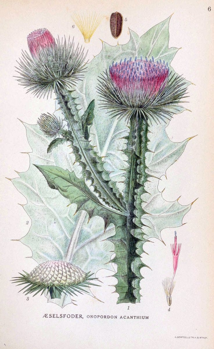 Billeder af nordens flora. v.1KÃ¸benhavn,G.E.C. Gad's forlag,1917-1927. | Finland "Pictorial works" Plants Scandinavia  | Vintage Print Reproduction 461543