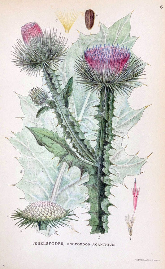 Billeder af nordens flora. v.1KÃ¸benhavn,G.E.C. Gad's forlag,1917-1927. | Finland "Pictorial works" Plants Scandinavia  | Vintage Print Reproduction 461543