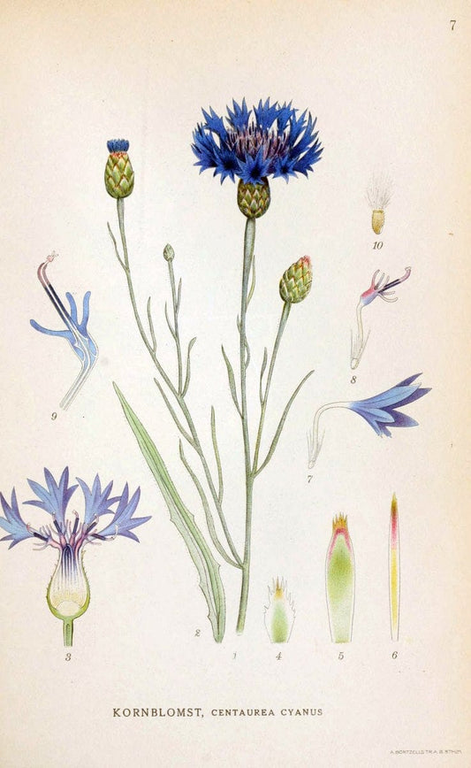 Billeder af nordens flora. v.1KÃ¸benhavn,G.E.C. Gad's forlag,1917-1927. | Finland "Pictorial works" Plants Scandinavia  | Vintage Print Reproduction 461544
