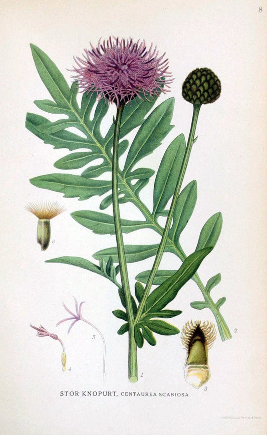 Billeder af nordens flora. v.1KÃ¸benhavn,G.E.C. Gad's forlag,1917-1927. | Finland "Pictorial works" Plants Scandinavia  | Vintage Print Reproduction 461545
