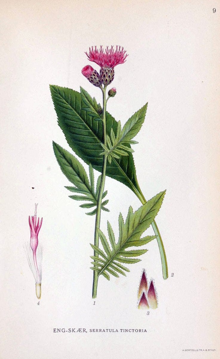 Billeder af nordens flora. v.1KÃ¸benhavn,G.E.C. Gad's forlag,1917-1927. | Finland "Pictorial works" Plants Scandinavia  | Vintage Print Reproduction 461546