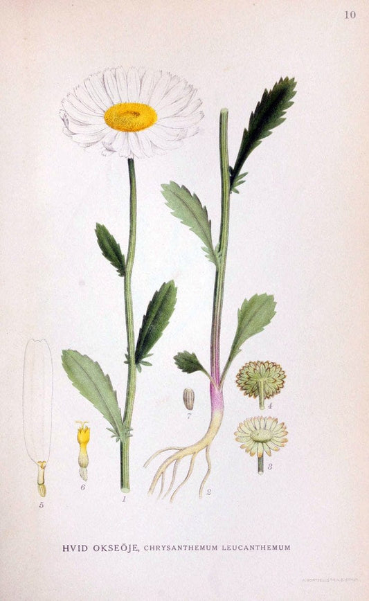 Billeder af nordens flora. v.1KÃ¸benhavn,G.E.C. Gad's forlag,1917-1927. | Finland "Pictorial works" Plants Scandinavia  | Vintage Print Reproduction 461547