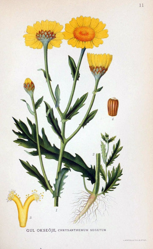 Billeder af nordens flora. v.1KÃ¸benhavn,G.E.C. Gad's forlag,1917-1927. | Finland "Pictorial works" Plants Scandinavia  | Vintage Print Reproduction 461548
