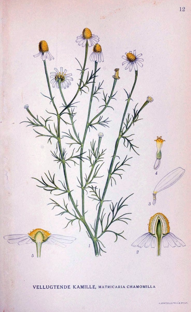 Billeder af nordens flora. v.1KÃ¸benhavn,G.E.C. Gad's forlag,1917-1927. | Finland "Pictorial works" Plants Scandinavia  | Vintage Print Reproduction 461549