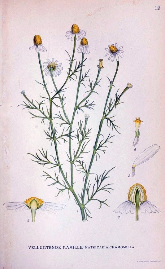 Billeder af nordens flora. v.1KÃ¸benhavn,G.E.C. Gad's forlag,1917-1927. | Finland "Pictorial works" Plants Scandinavia  | Vintage Print Reproduction 461549