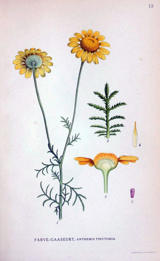Billeder af nordens flora. v.1KÃ¸benhavn,G.E.C. Gad's forlag,1917-1927. | Finland "Pictorial works" Plants Scandinavia  | Vintage Print Reproduction 461550