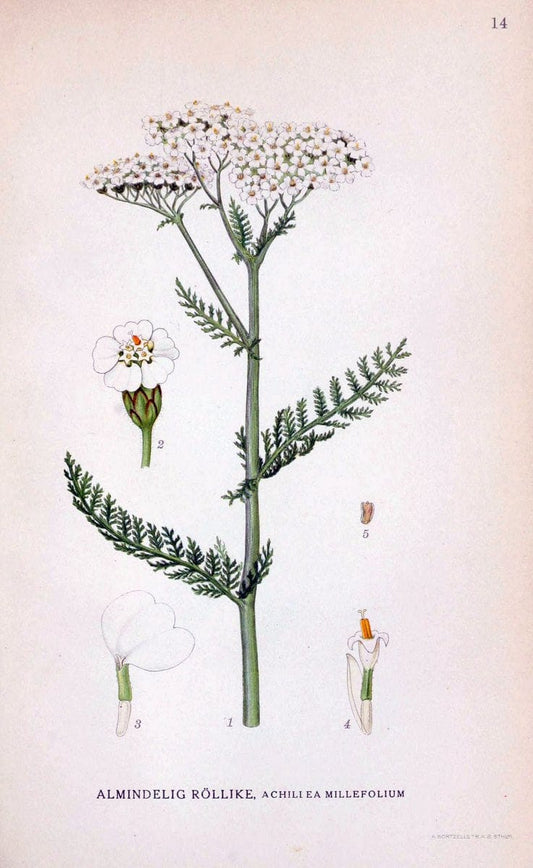 Billeder af nordens flora. v.1KÃ¸benhavn,G.E.C. Gad's forlag,1917-1927. | Finland "Pictorial works" Plants Scandinavia  | Vintage Print Reproduction 461551
