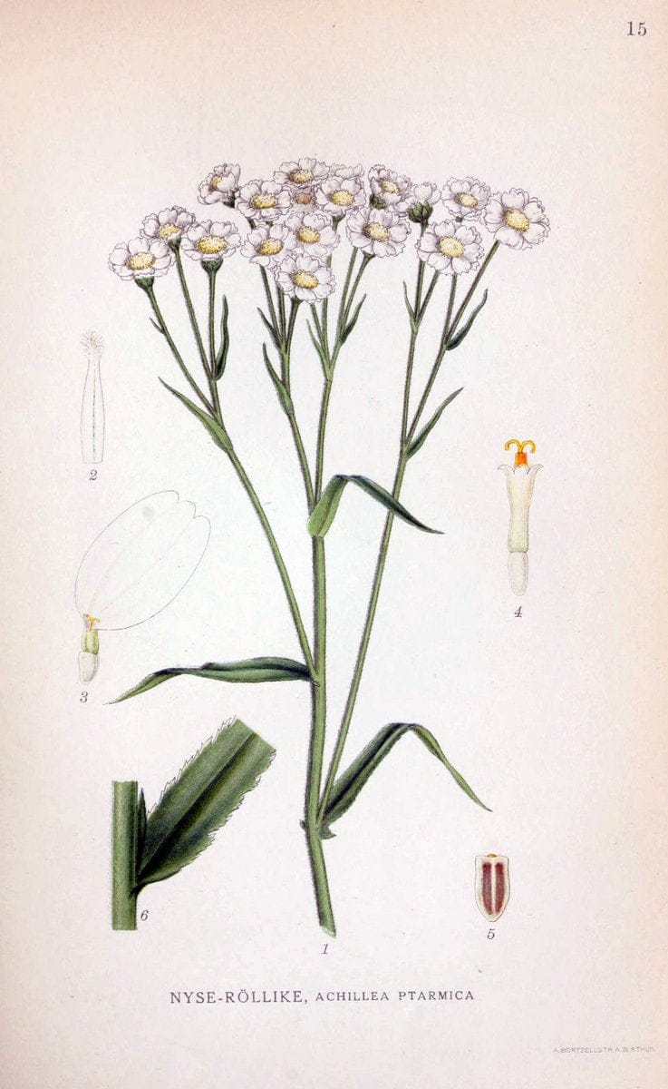 Billeder af nordens flora. v.1KÃ¸benhavn,G.E.C. Gad's forlag,1917-1927. | Finland "Pictorial works" Plants Scandinavia  | Vintage Print Reproduction 461552