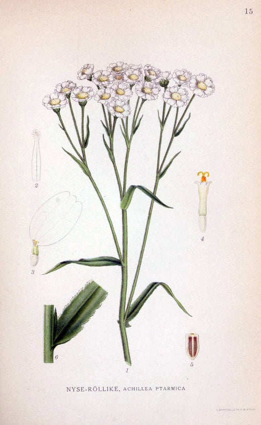 Billeder af nordens flora. v.1KÃ¸benhavn,G.E.C. Gad's forlag,1917-1927. | Finland "Pictorial works" Plants Scandinavia  | Vintage Print Reproduction 461552