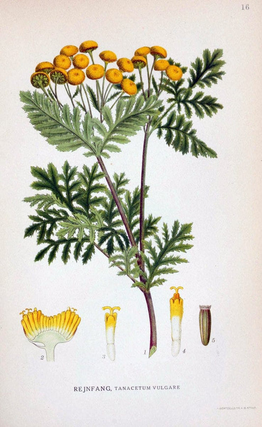 Billeder af nordens flora. v.1KÃ¸benhavn,G.E.C. Gad's forlag,1917-1927. | Finland "Pictorial works" Plants Scandinavia  | Vintage Print Reproduction 461553