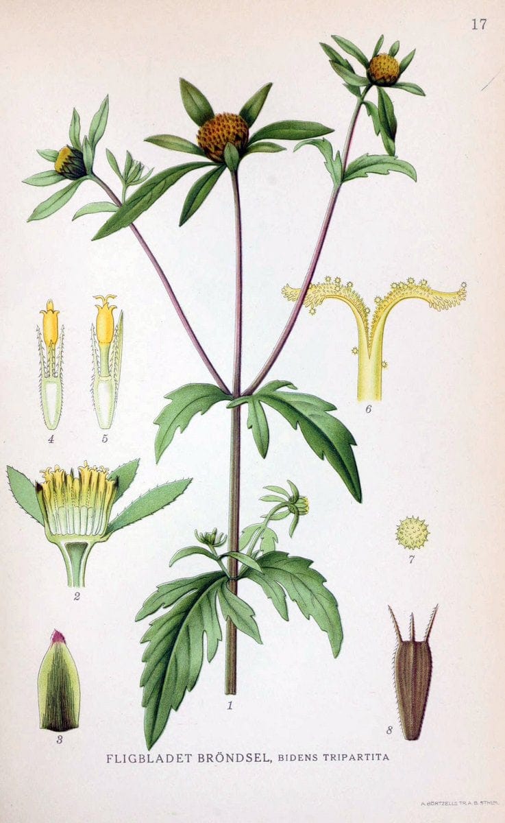 Billeder af nordens flora. v.1KÃ¸benhavn,G.E.C. Gad's forlag,1917-1927. | Finland "Pictorial works" Plants Scandinavia  | Vintage Print Reproduction 461554