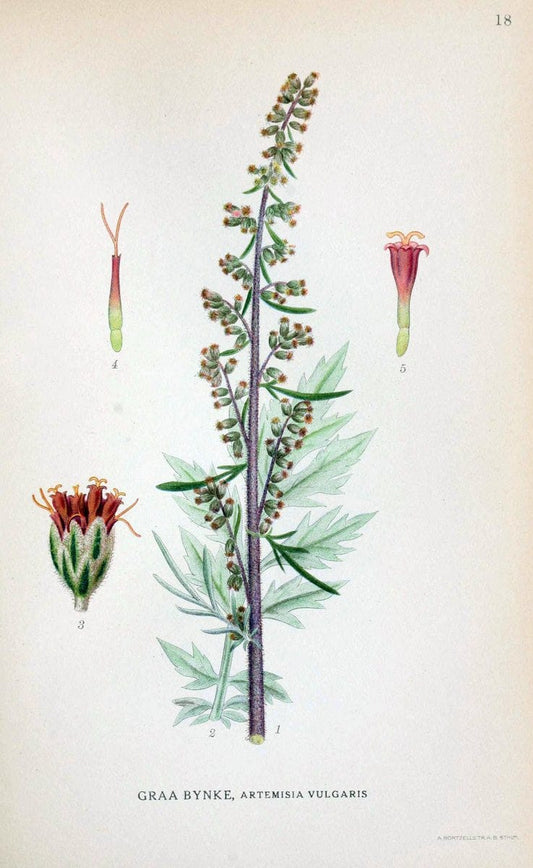 Billeder af nordens flora. v.1KÃ¸benhavn,G.E.C. Gad's forlag,1917-1927. | Finland "Pictorial works" Plants Scandinavia  | Vintage Print Reproduction 461555