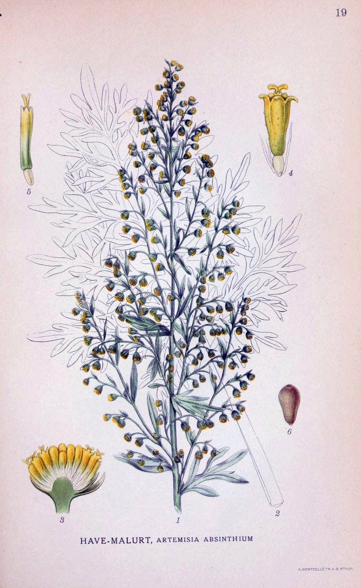 Billeder af nordens flora. v.1KÃ¸benhavn,G.E.C. Gad's forlag,1917-1927. | Finland "Pictorial works" Plants Scandinavia  | Vintage Print Reproduction 461556