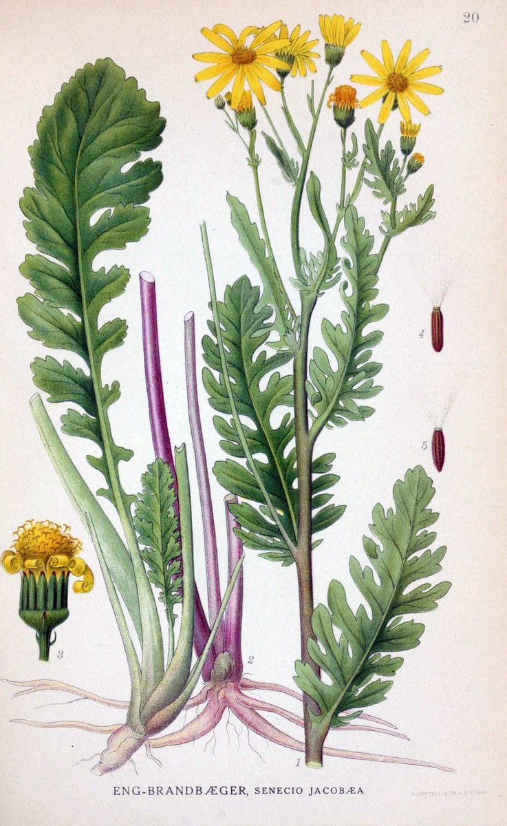 Billeder af nordens flora. v.1KÃ¸benhavn,G.E.C. Gad's forlag,1917-1927. | Finland "Pictorial works" Plants Scandinavia  | Vintage Print Reproduction 461557