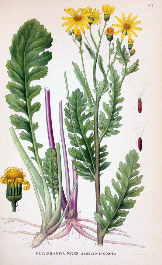 Billeder af nordens flora. v.1KÃ¸benhavn,G.E.C. Gad's forlag,1917-1927. | Finland "Pictorial works" Plants Scandinavia  | Vintage Print Reproduction 461557