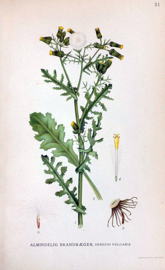 Billeder af nordens flora. v.1KÃ¸benhavn,G.E.C. Gad's forlag,1917-1927. | Finland "Pictorial works" Plants Scandinavia  | Vintage Print Reproduction 461558