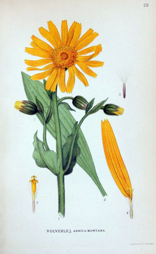 Billeder af nordens flora. v.1KÃ¸benhavn,G.E.C. Gad's forlag,1917-1927. | Finland "Pictorial works" Plants Scandinavia  | Vintage Print Reproduction 461559