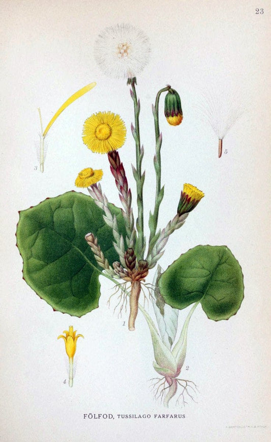 Billeder af nordens flora. v.1KÃ¸benhavn,G.E.C. Gad's forlag,1917-1927. | Finland "Pictorial works" Plants Scandinavia  | Vintage Print Reproduction 461560