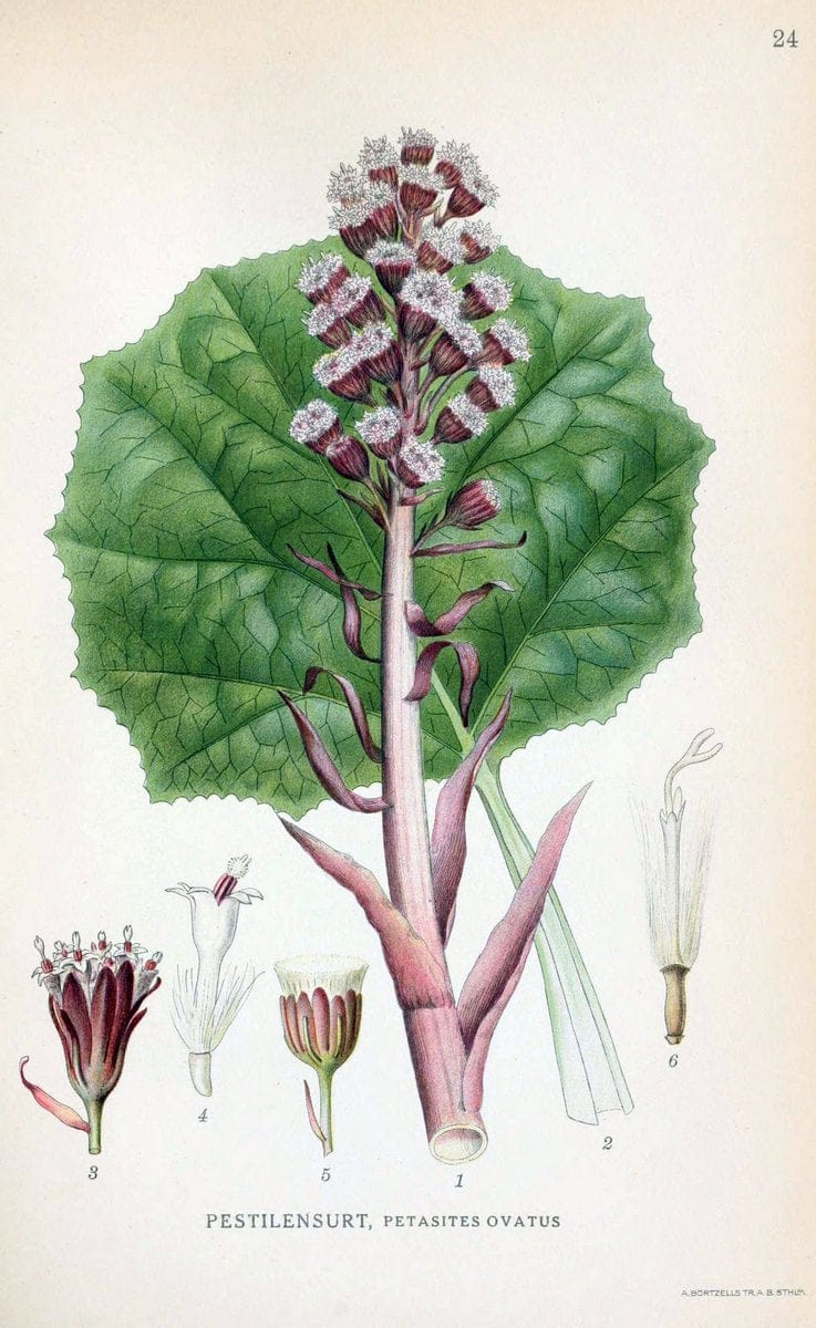 Billeder af nordens flora. v.1KÃ¸benhavn,G.E.C. Gad's forlag,1917-1927. | Finland "Pictorial works" Plants Scandinavia  | Vintage Print Reproduction 461561