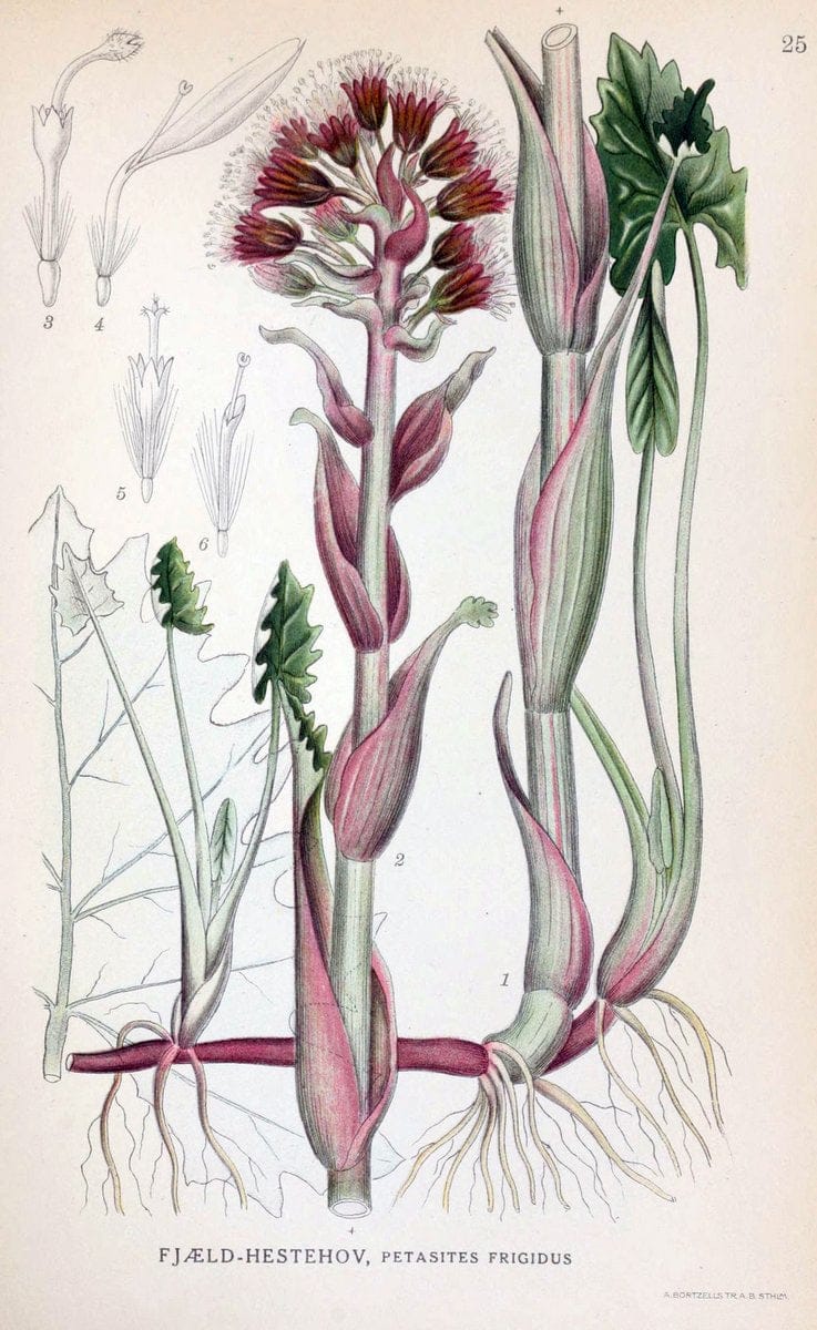 Billeder af nordens flora. v.1KÃ¸benhavn,G.E.C. Gad's forlag,1917-1927. | Finland "Pictorial works" Plants Scandinavia  | Vintage Print Reproduction 461562