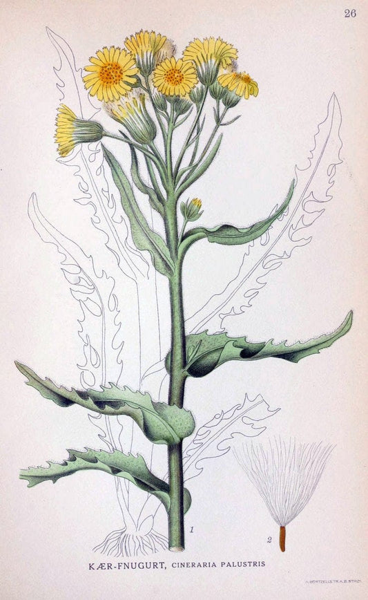Billeder af nordens flora. v.1KÃ¸benhavn,G.E.C. Gad's forlag,1917-1927. | Finland "Pictorial works" Plants Scandinavia  | Vintage Print Reproduction 461563