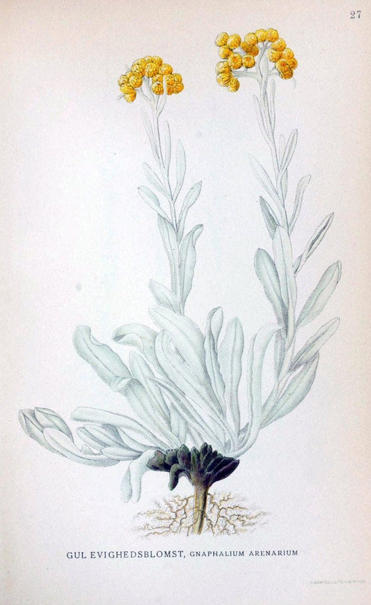 Billeder af nordens flora. v.1KÃ¸benhavn,G.E.C. Gad's forlag,1917-1927. | Finland "Pictorial works" Plants Scandinavia  | Vintage Print Reproduction 461564
