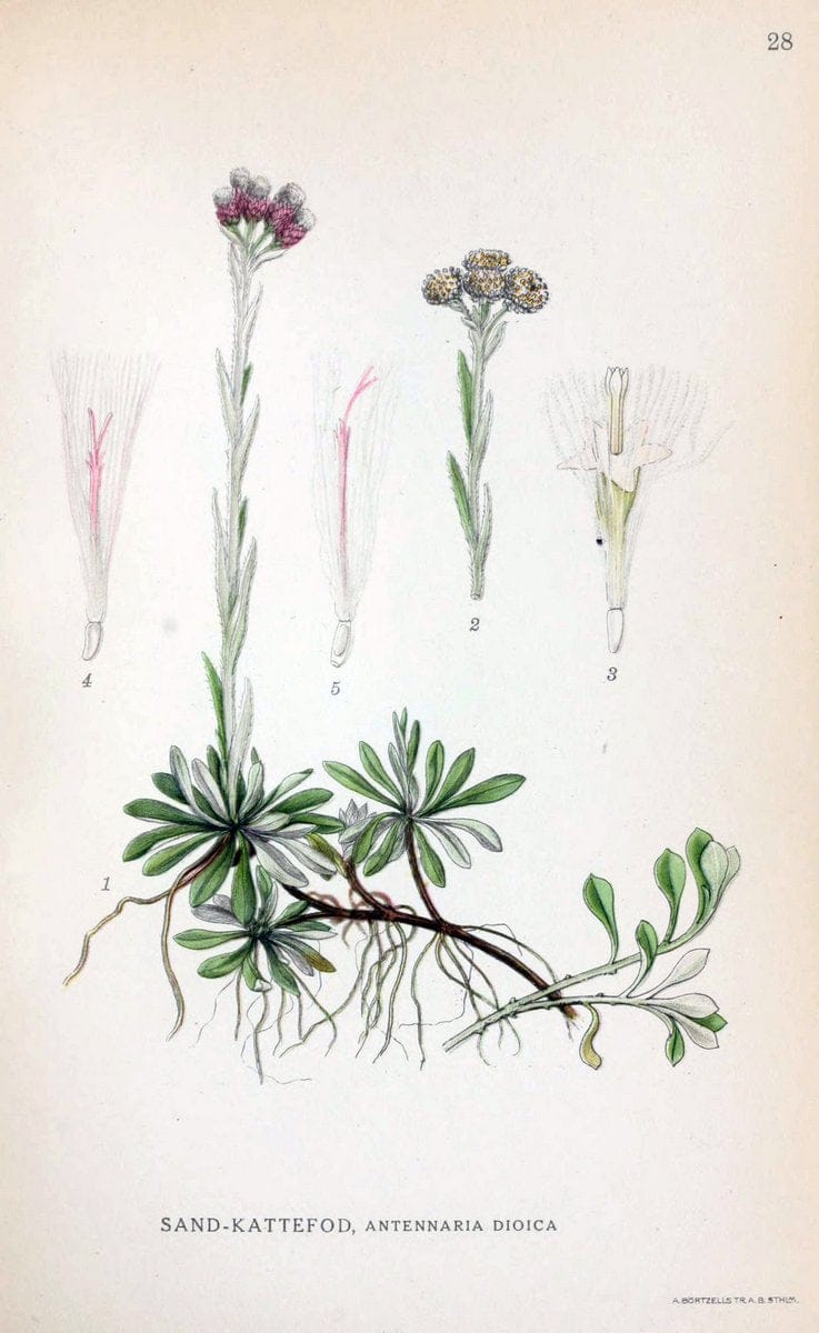 Billeder af nordens flora. v.1KÃ¸benhavn,G.E.C. Gad's forlag,1917-1927. | Finland "Pictorial works" Plants Scandinavia  | Vintage Print Reproduction 461565