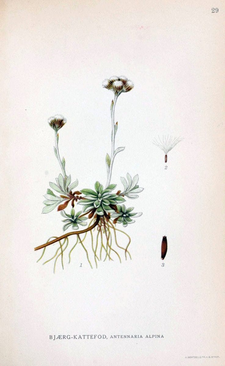 Billeder af nordens flora. v.1KÃ¸benhavn,G.E.C. Gad's forlag,1917-1927. | Finland "Pictorial works" Plants Scandinavia  | Vintage Print Reproduction 461566