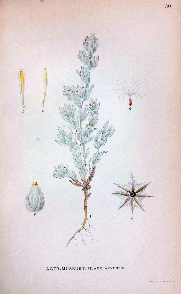 Billeder af nordens flora. v.1KÃ¸benhavn,G.E.C. Gad's forlag,1917-1927. | Finland "Pictorial works" Plants Scandinavia  | Vintage Print Reproduction 461567