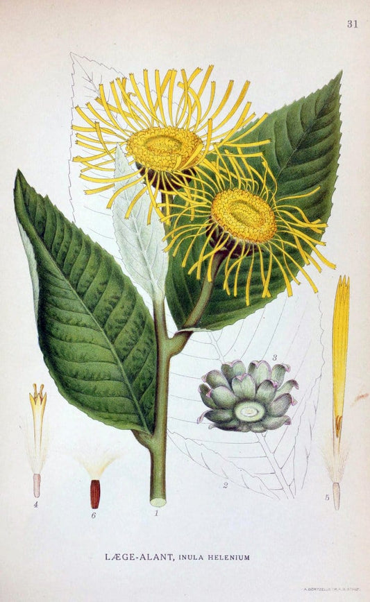 Billeder af nordens flora. v.1KÃ¸benhavn,G.E.C. Gad's forlag,1917-1927. | Finland "Pictorial works" Plants Scandinavia  | Vintage Print Reproduction 461568