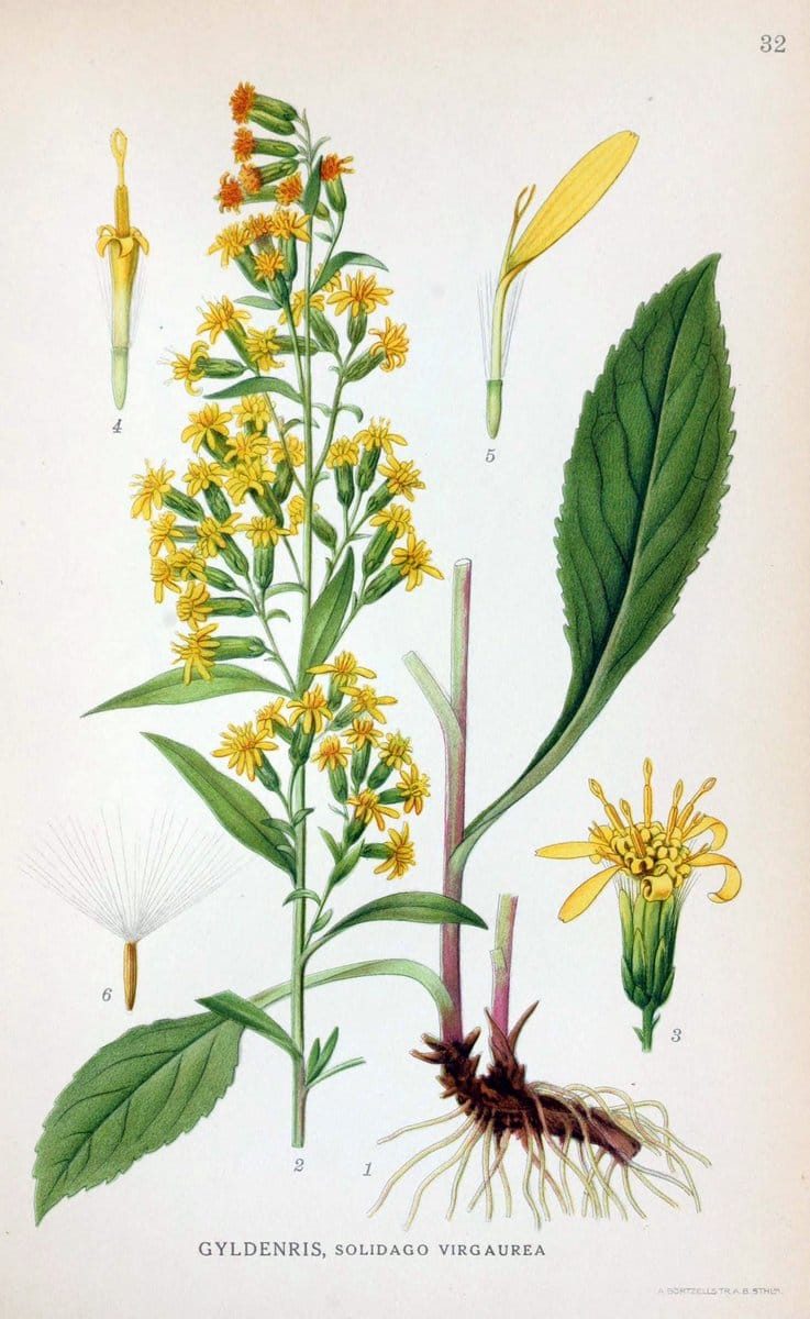 Billeder af nordens flora. v.1KÃ¸benhavn,G.E.C. Gad's forlag,1917-1927. | Finland "Pictorial works" Plants Scandinavia  | Vintage Print Reproduction 461569